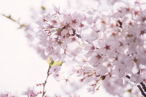 春の訪れ、桜の開花の写真