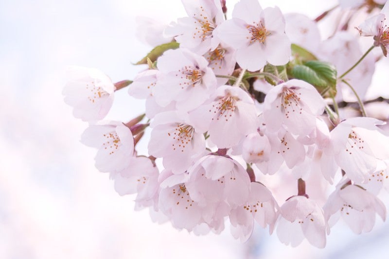 光が差し込むピンクの桜の写真