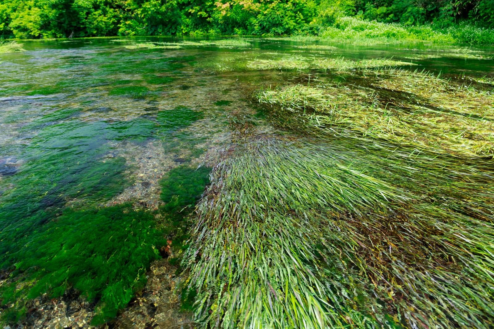 「清流に生える水生植物」の写真