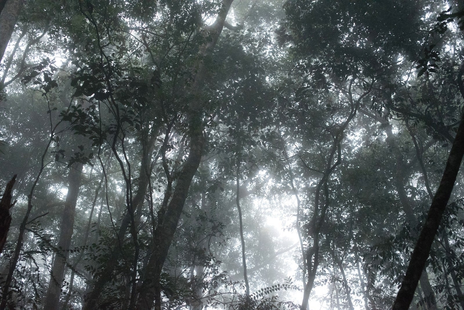 「ベネズエラの森」の写真