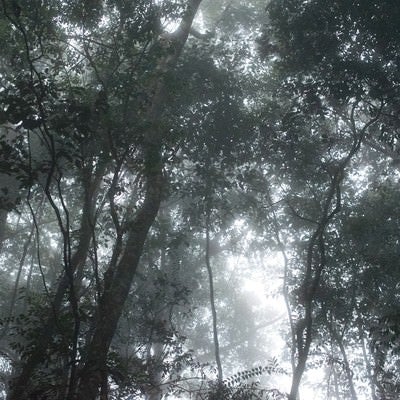 ベネズエラの森の写真