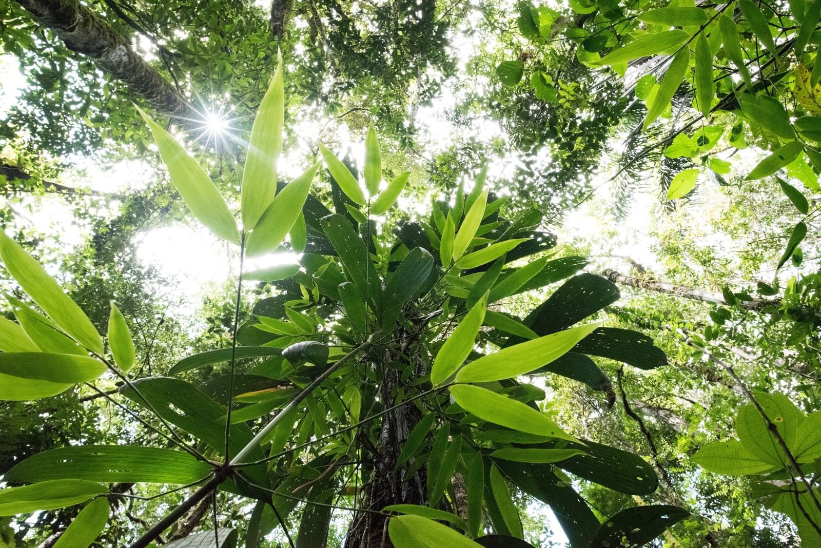 「南米の森」の写真