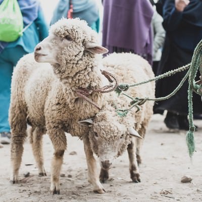 売買される羊の写真