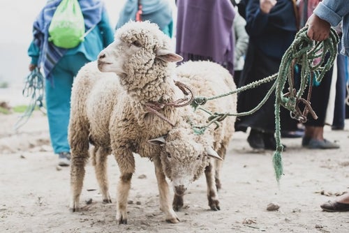 売買される羊の写真