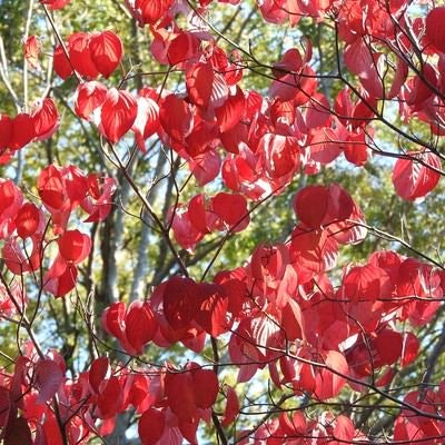 紅葉したハナミズキの葉の写真