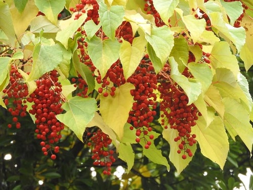 イイギリの黄色い葉と赤い果実の写真