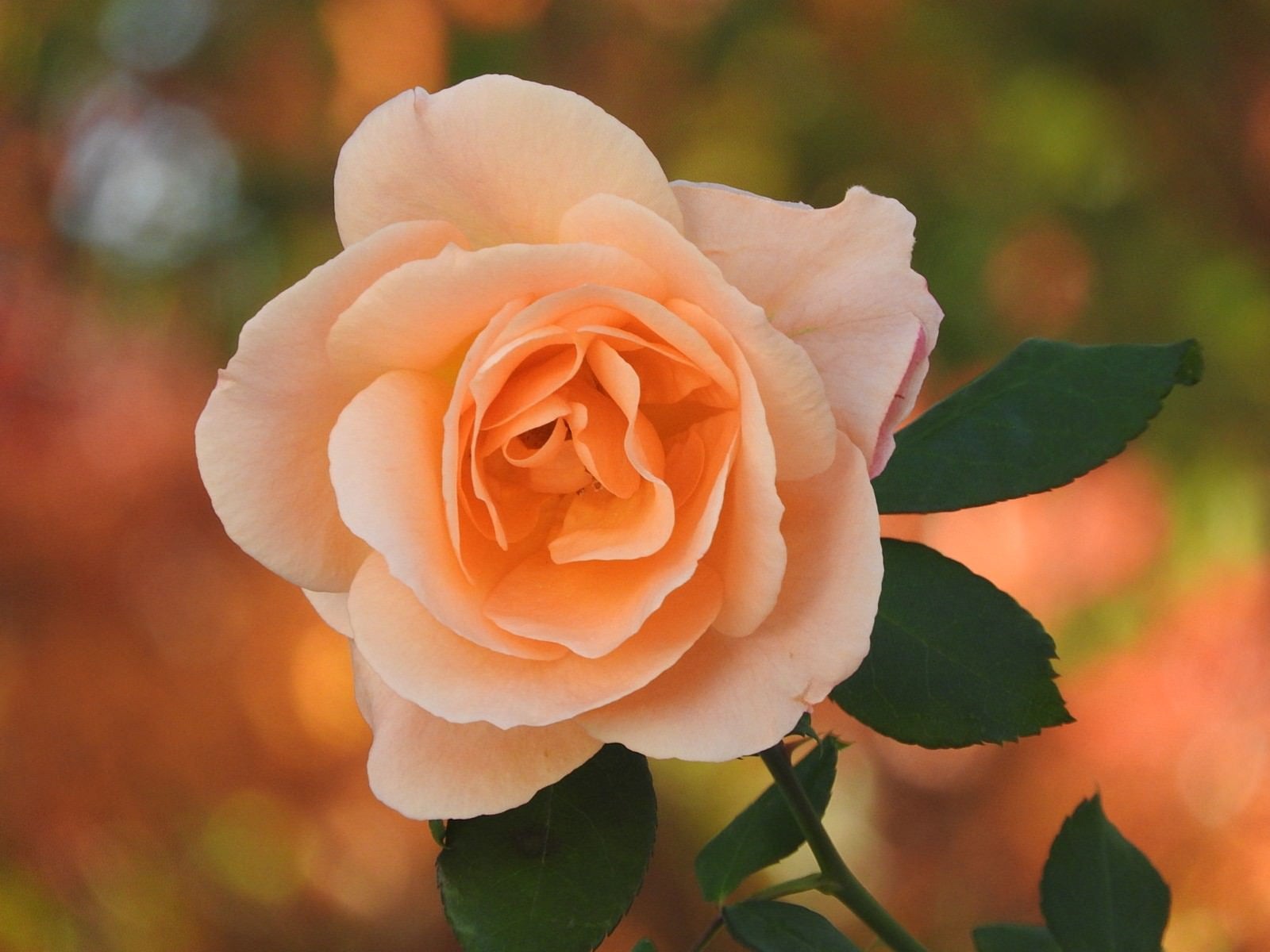 「秋の薔薇」の写真