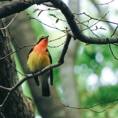 キビタキ（鳥）の写真