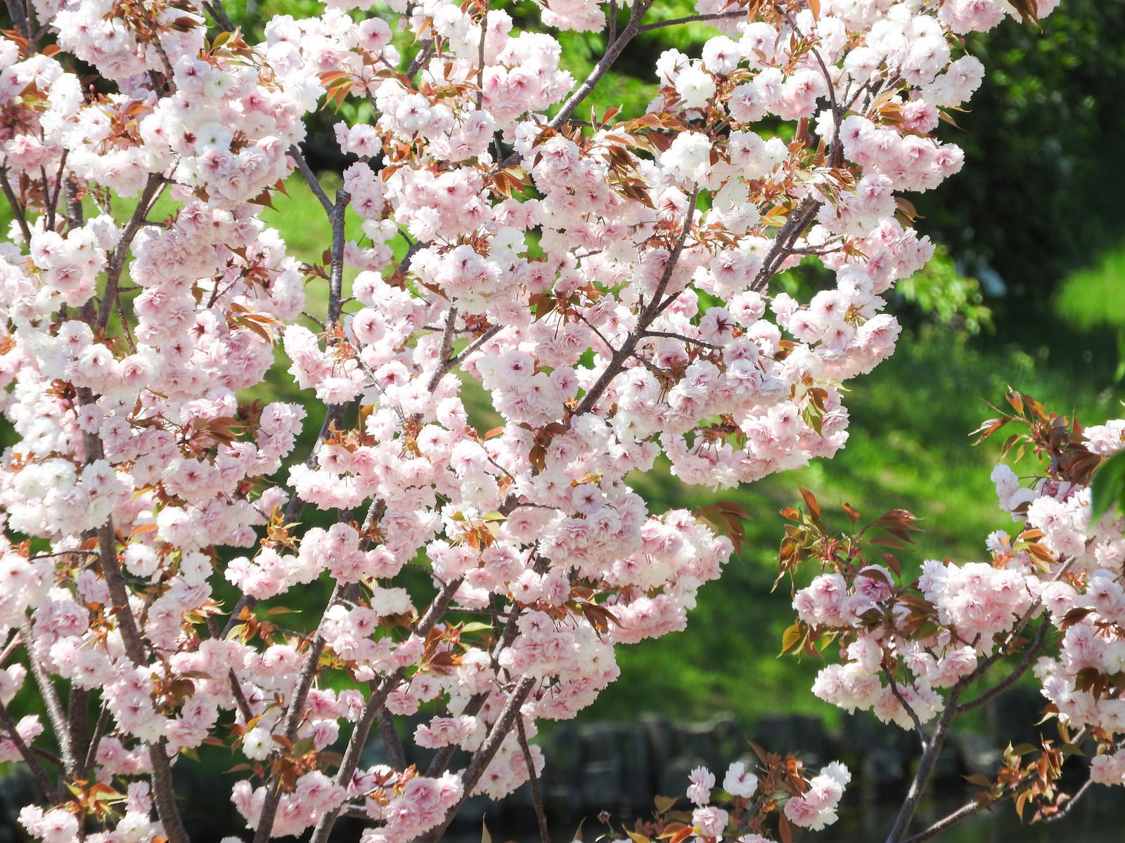 「八重桜（ヤエザクラ）」の写真