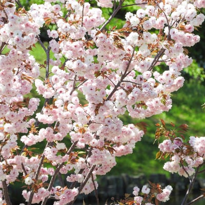 八重桜（ヤエザクラ）の写真