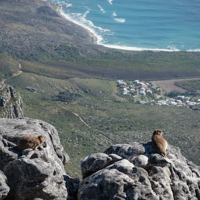 テーブルマウンテンに生息するケープハイラックス（南アフリカ）の写真