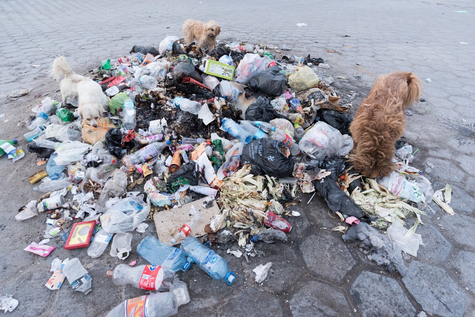 「ゴミに群がる野良犬」の写真