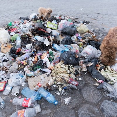 ゴミに群がる野良犬の写真