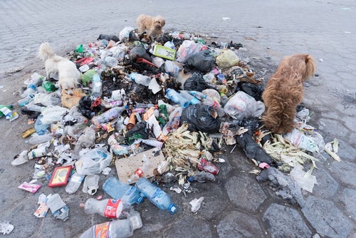 ゴミに群がる野良犬の写真
