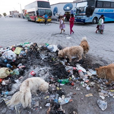 ウユニ市の路上のゴミを漁る野犬の写真