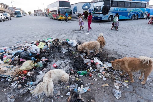 ウユニ市の路上のゴミを漁る野犬の写真