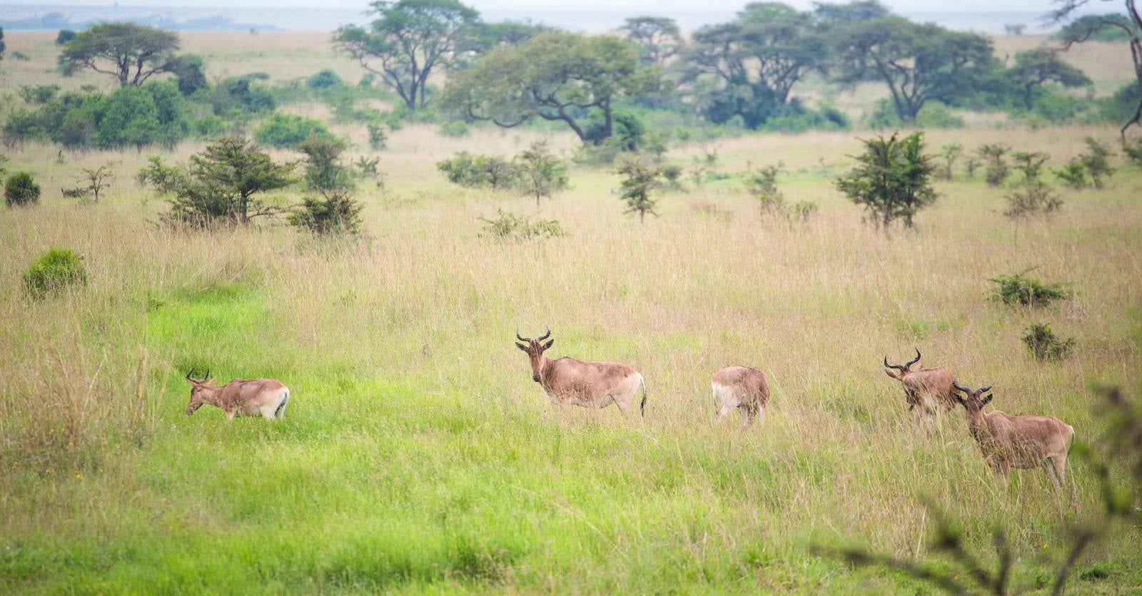 「草原を生きる野生動物の群れ」の写真