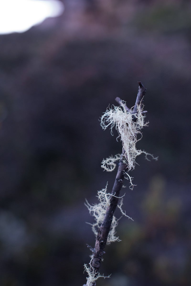 「綿が絡まる枯れ木」の写真