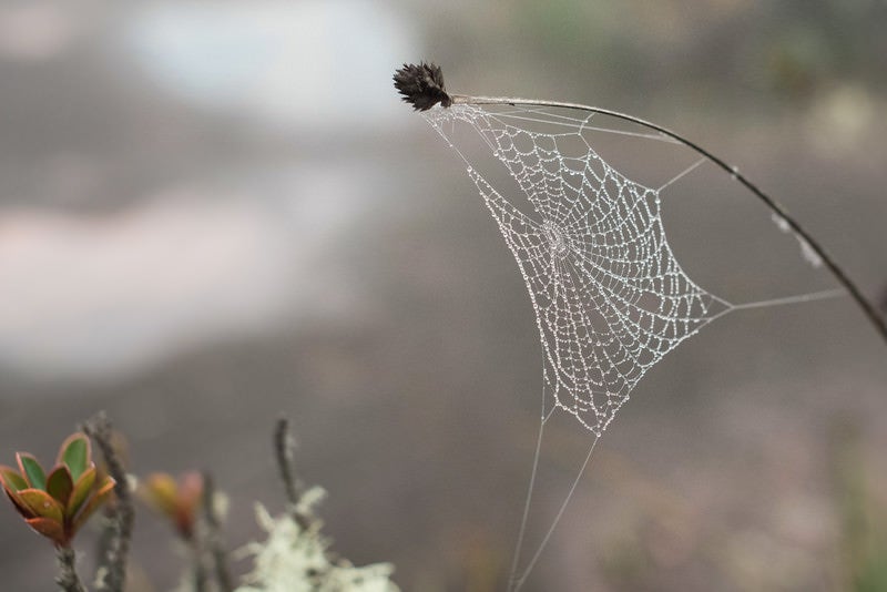 雨上がり雨粒が残る蜘蛛の巣の写真