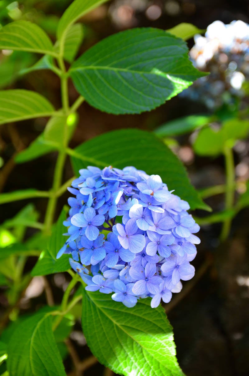 「日陰に咲く紫陽花」の写真