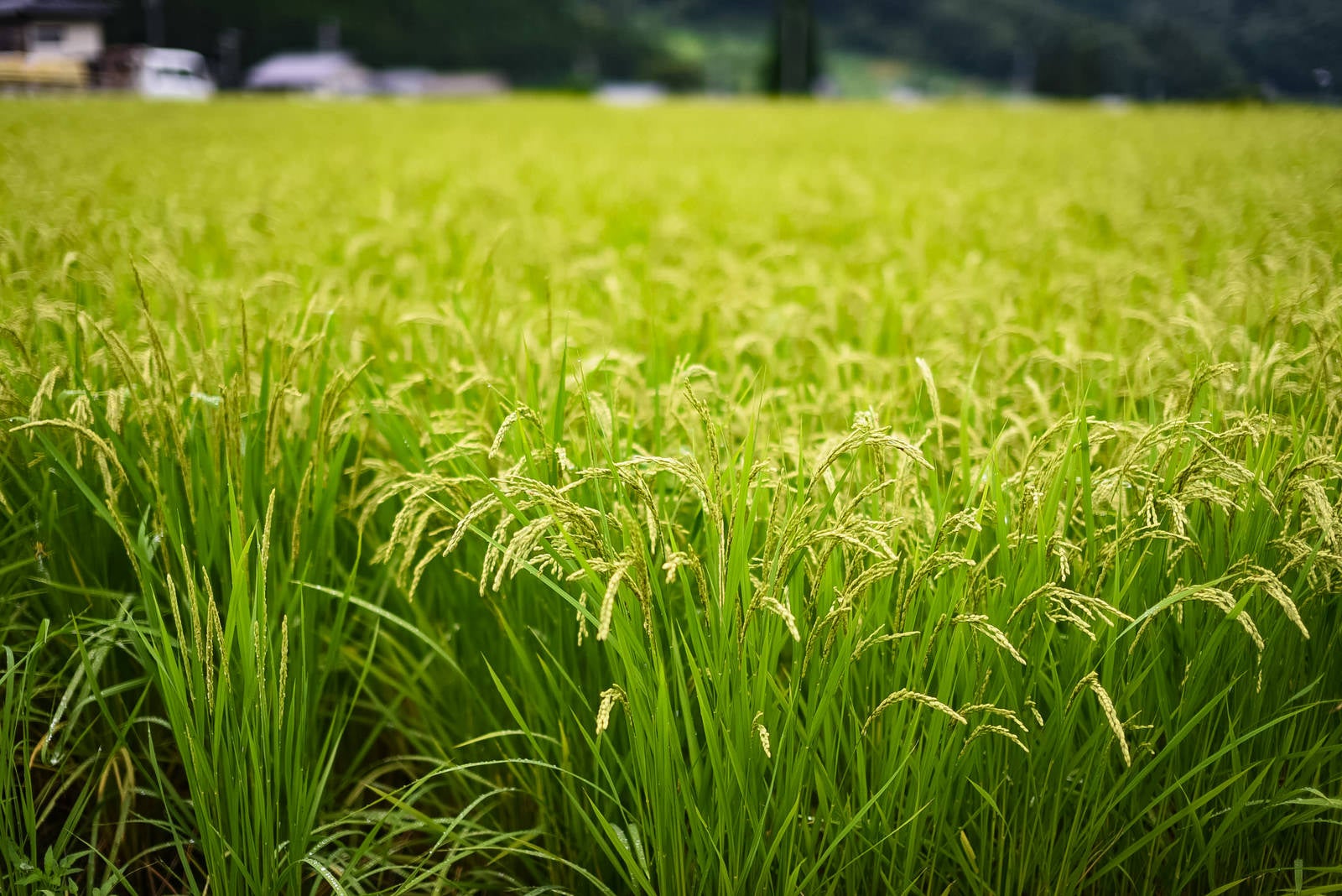 「稲作の風景」の写真