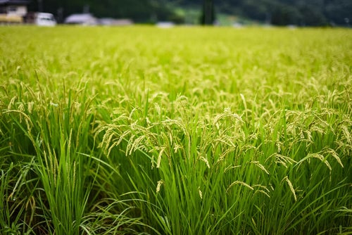 稲作の風景の写真