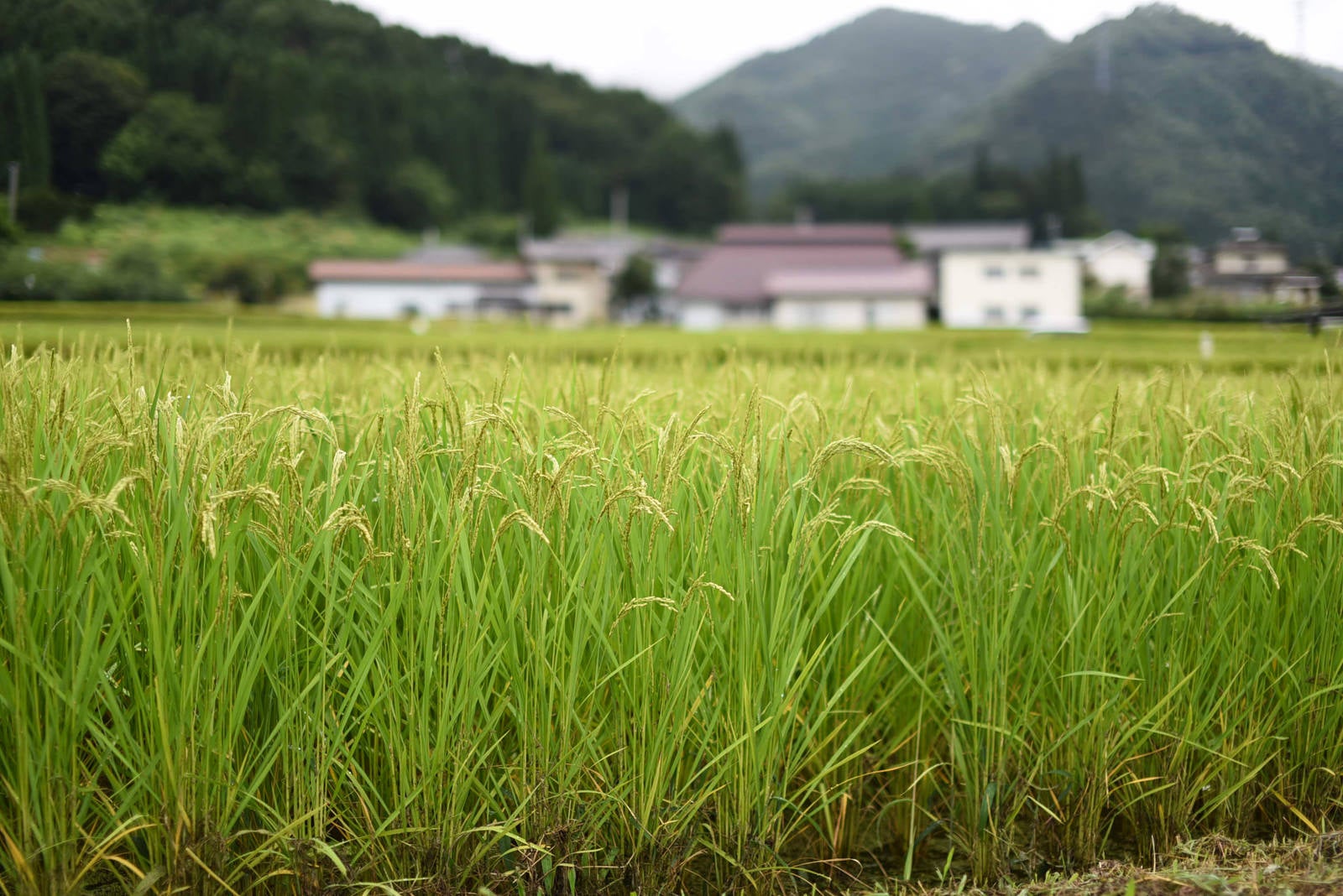 「稲作の田園風景」の写真
