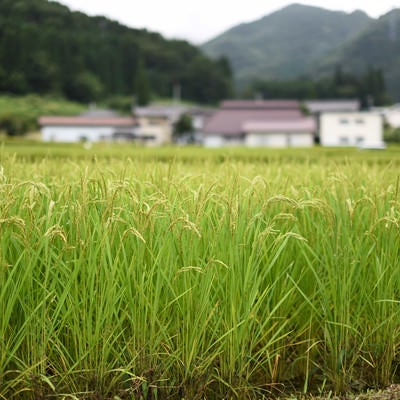 稲作の田園風景の写真