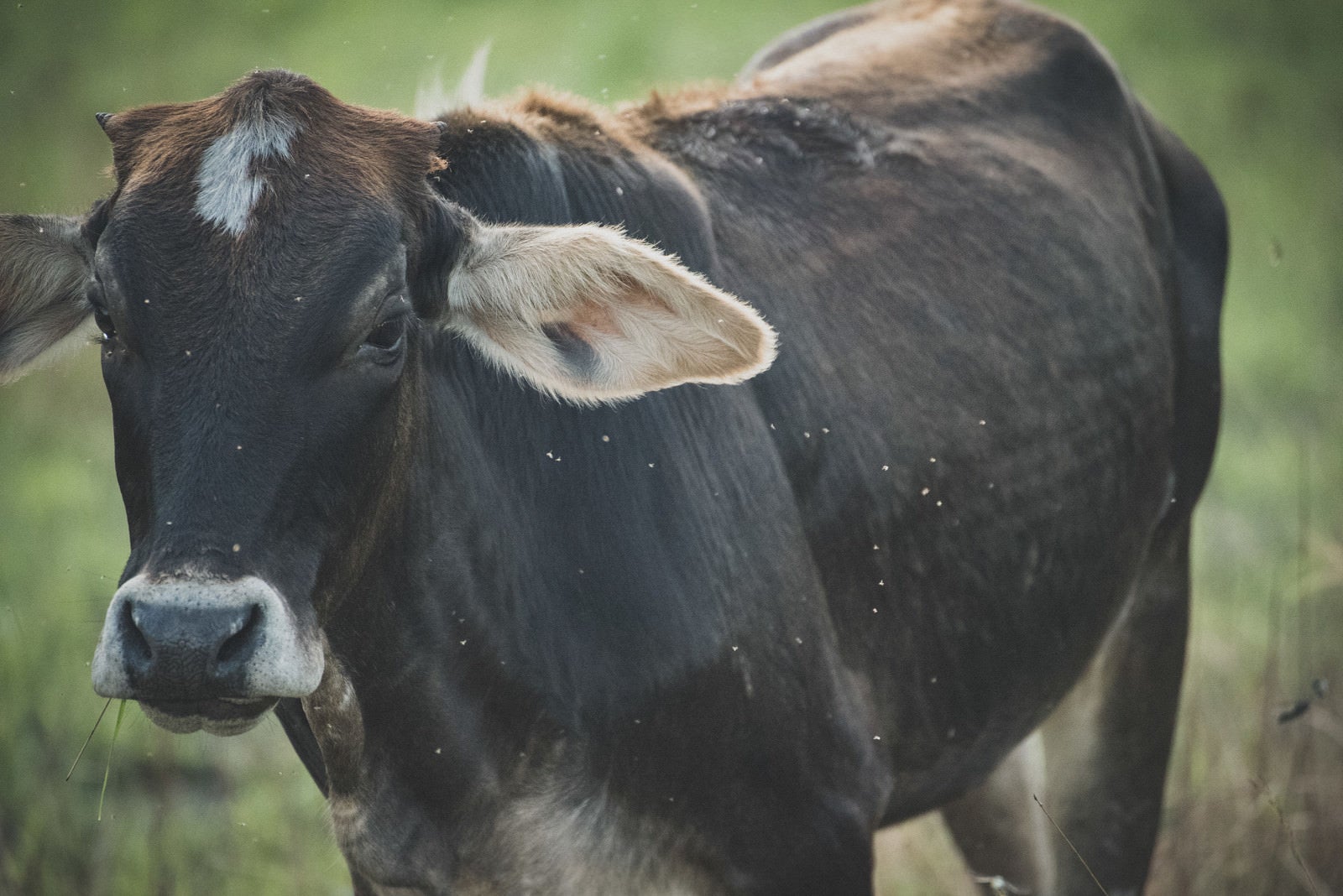 「サシバエが群がる放牧された牛（ベネズエラ）」の写真
