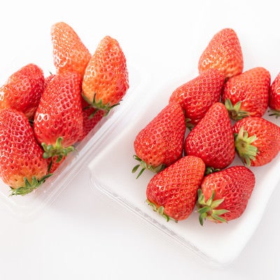 苺の品種比較（章姫と紅ほっぺ）の写真