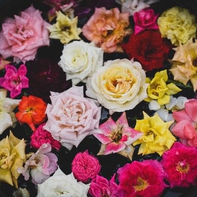 鉢の中の薔薇の花の写真