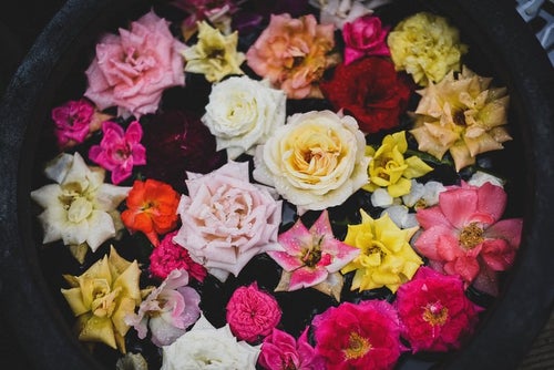 鉢の中の薔薇の花の写真