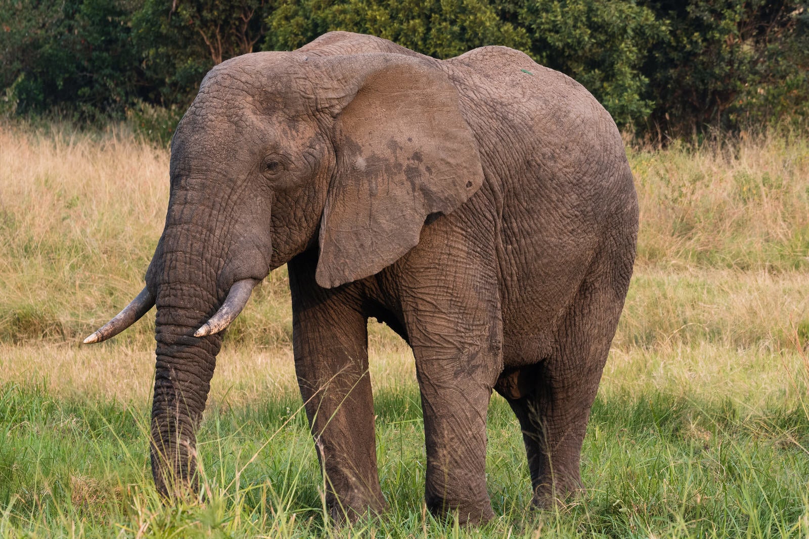 「アフリカ象」の写真