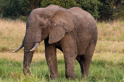 アフリカ象の写真