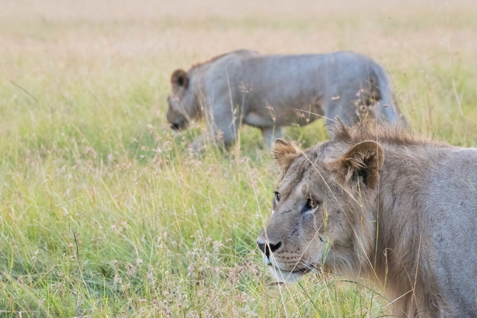「獲物を狙うライオン」の写真