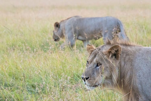 獲物を狙うライオンの写真