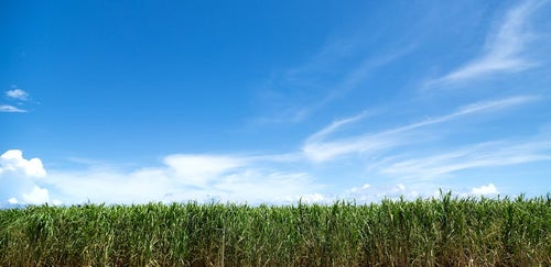 サトウキビ畑と宮古島の青空の写真