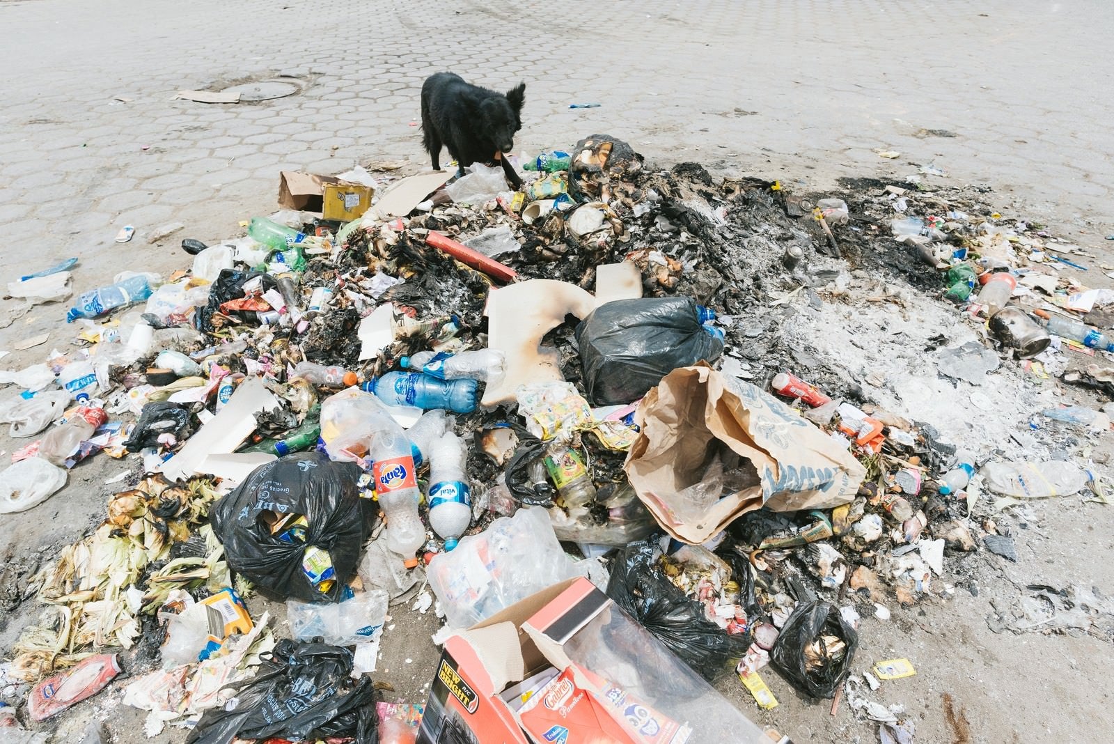 「焼けたゴミと野犬」の写真