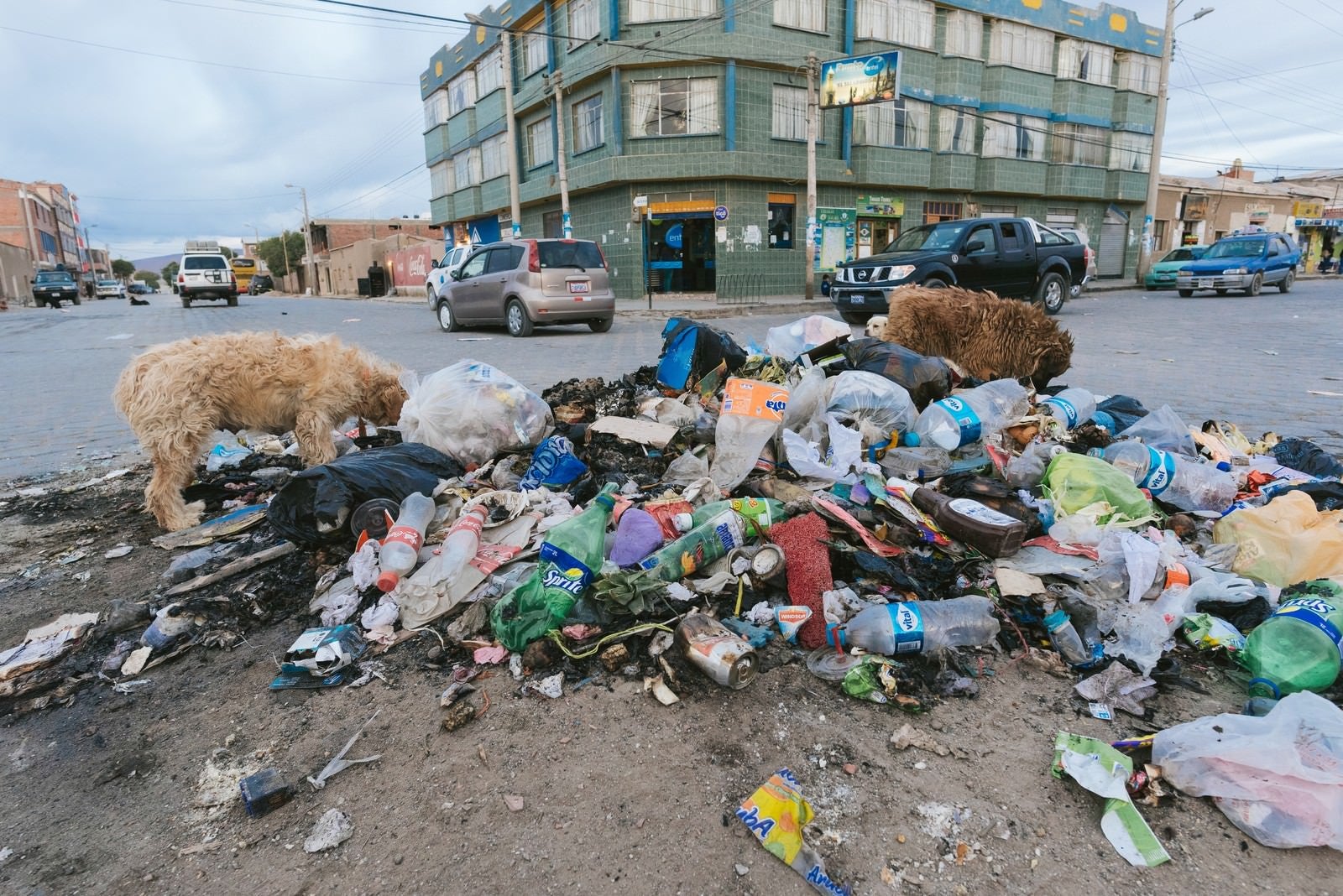 「散乱するゴミを漁る野犬達（ウユニ市の現状）」の写真