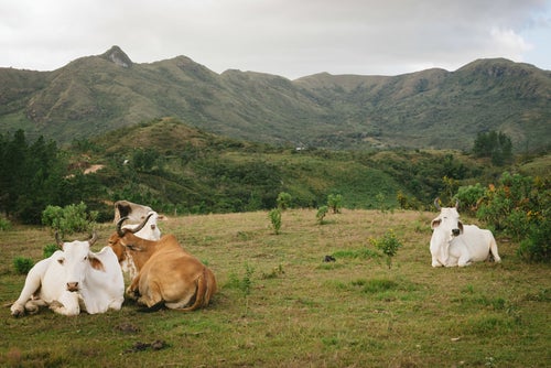 山岳地帯の牛の写真
