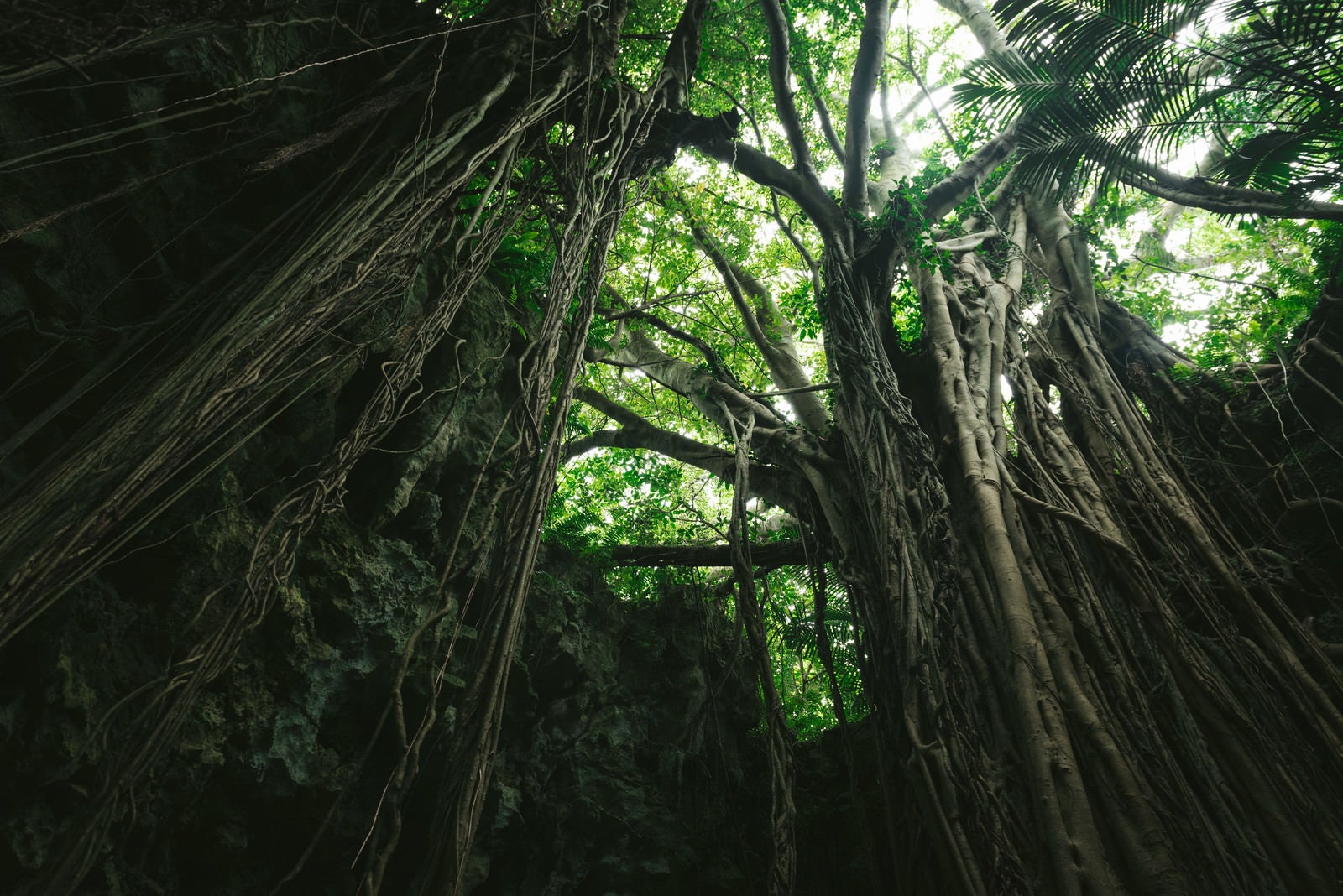 「森に包まれた不思議な空間「ガンガラーの谷」（沖縄）」の写真