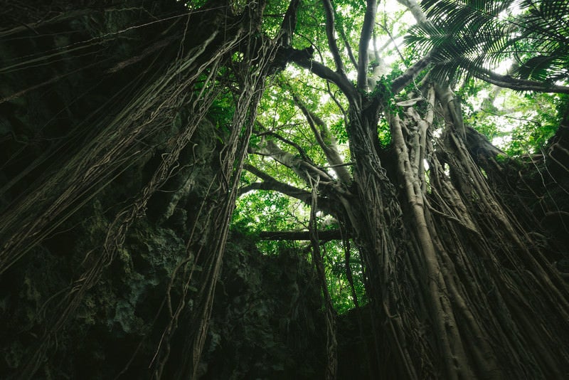森に包まれた不思議な空間「ガンガラーの谷」（沖縄）の写真