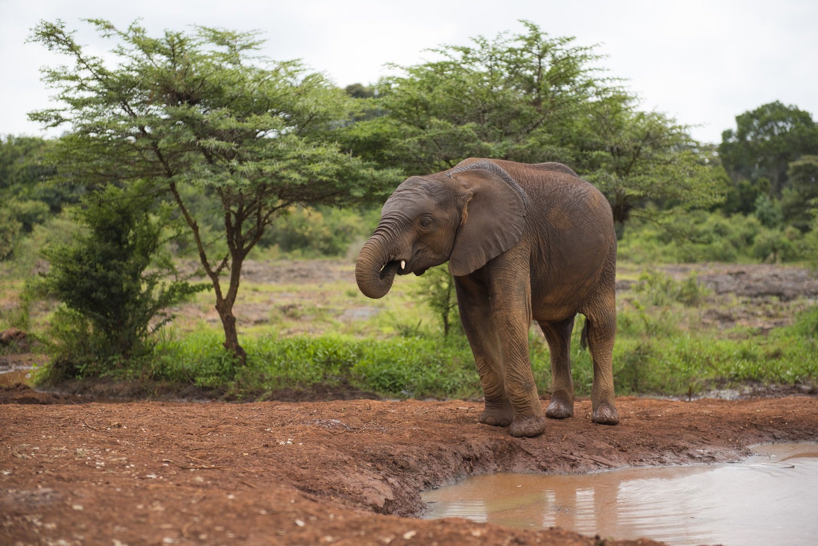 「水場に来た象」の写真