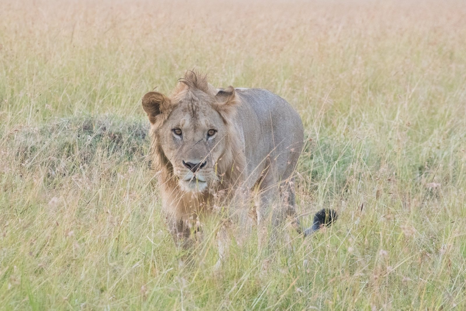 「サファリと百獣の王（ライオン）」の写真