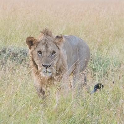 サファリと百獣の王（ライオン）の写真