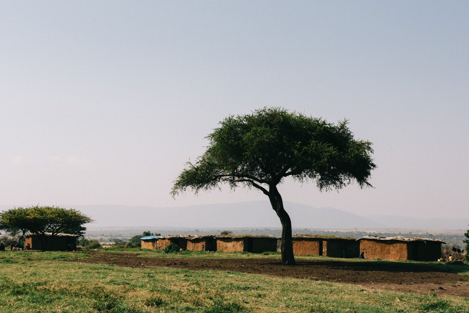 「アフリカ、マサイ族の家と木」の写真