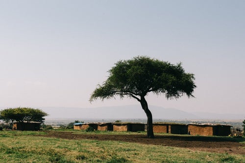 アフリカ、マサイ族の家と木の写真