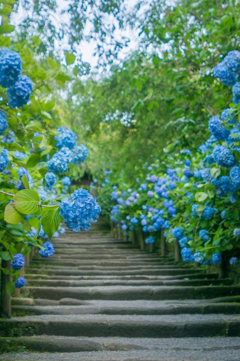 「階段を覆う青い紫陽花」の写真