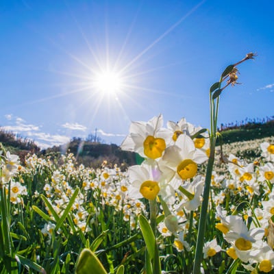 スイセンの花と光芒の写真