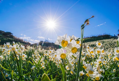 スイセンの花と光芒の写真